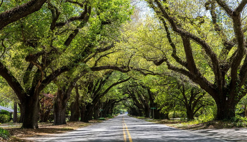 Oak Trees line the Road in Aiken South Carolina