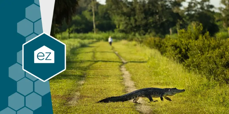 an alligator crossing a path