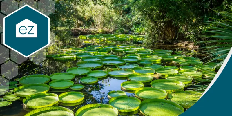 Duckpond water lilies in Gainesville Florida