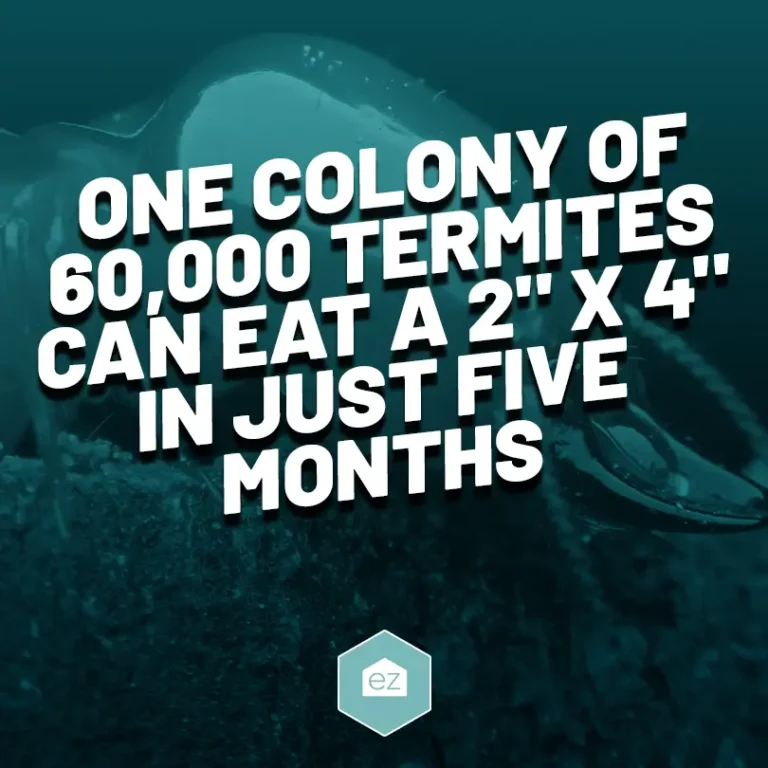 more facts about how termites can eat a 2" x 4" in just five months