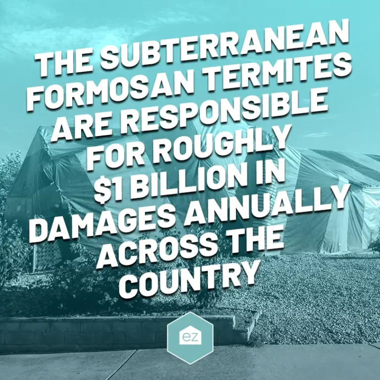 the subterranean formosan termites are responsible for roughly $1 billion in damages annually across the country