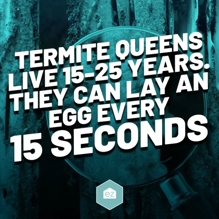 facts about how termite queens can live 15-25 years and can lay an egg every 15 seconds