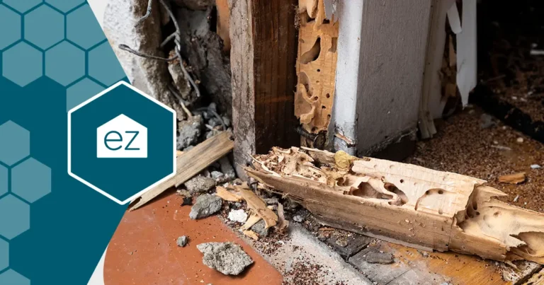 termites slowly damaging the side part of the wooden door