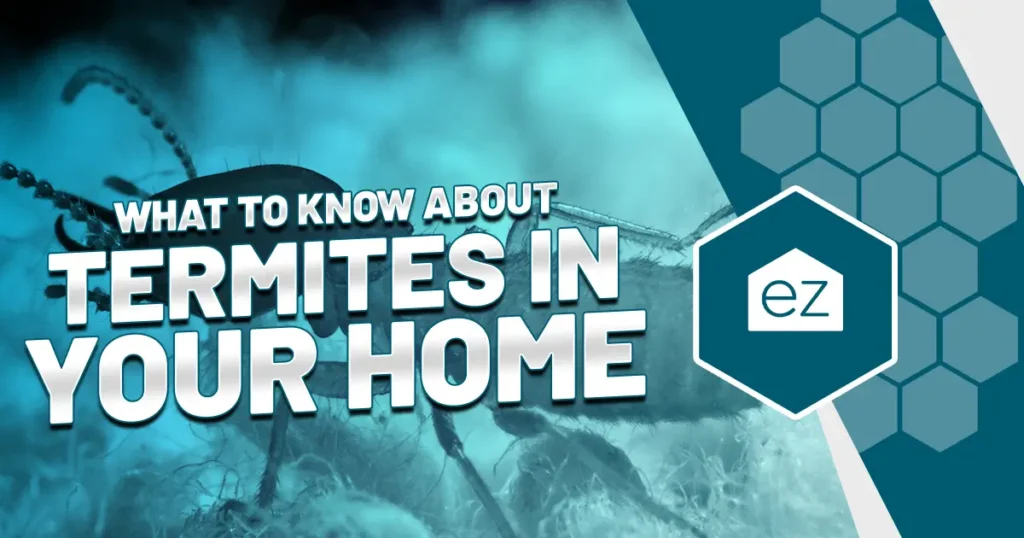 What to know about termites in your home