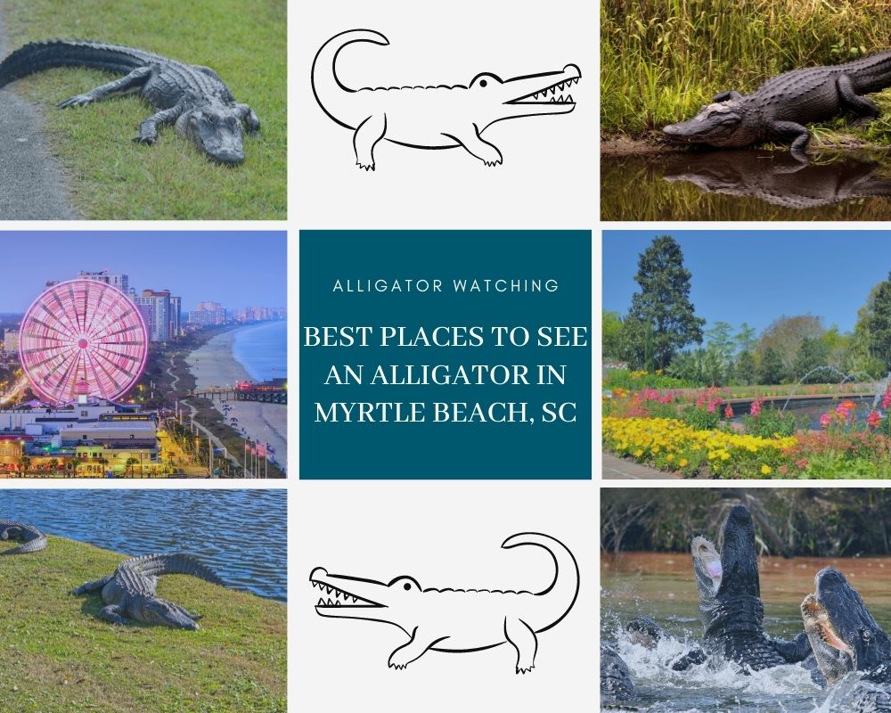 Photos of alligators and Myrtle Beach 
