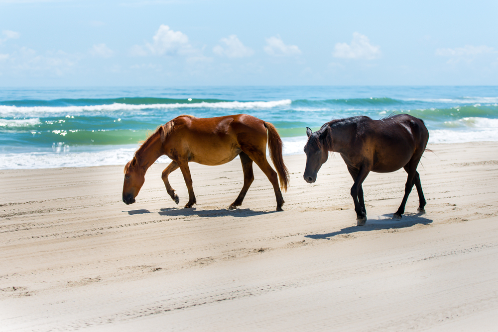 Horses on the Beach with Ocean in the Background