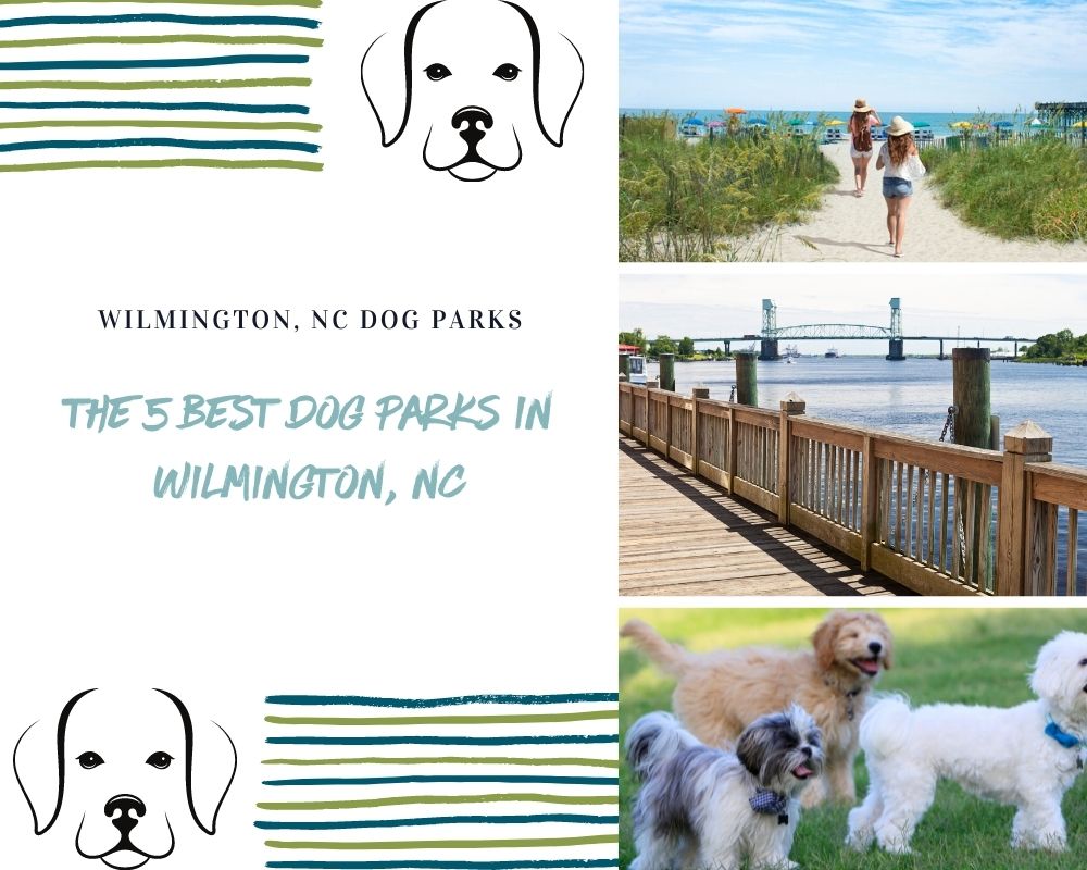 Photos of Dogs and Wilmington North Carolina places