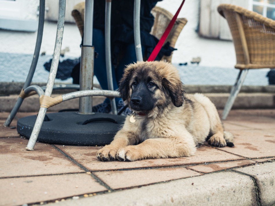 Restaurants and Shops Where You Can Bring Your Dog in Charleston